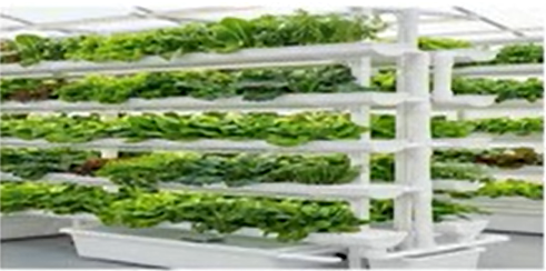 Vertical Hydrophonic Wall
