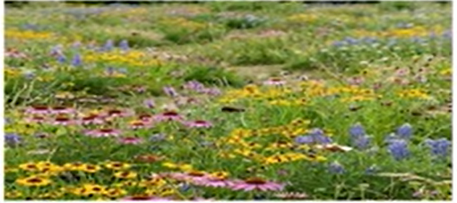 Wildflower Meadow
